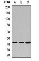 Anti-PRMT6 Antibody