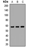 CHRNG antibody