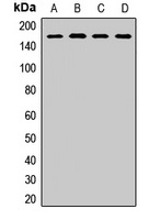 SAFB antibody