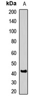 Anti-HSD3B1 Antibody