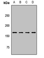Anti-CPS1 Antibody