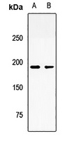 Anti-Ninein Antibody