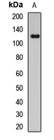 Anti-NBS1 Antibody