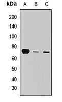 Anti-Synip Antibody