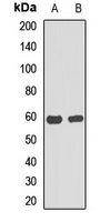 Anti-cGAS Antibody