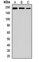 Anti-PARP4 Antibody
