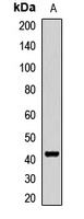 Anti-GTF3A Antibody
