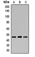 HLA-E antibody