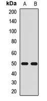 Anti-Kir2.3 Antibody