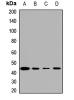Anti-MAT2A Antibody