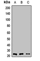 MYL1 antibody