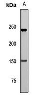 Anti-NEFH Antibody