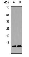 Anti-Neurogranin Antibody
