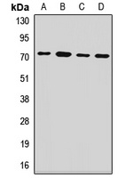 Anti-PCK2 Antibody