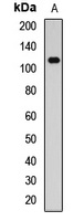 PDE3B antibody