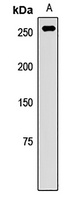 INADL antibody