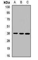 Anti-CDC42EP3 Antibody