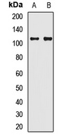 Anti-Synaptopodin Antibody