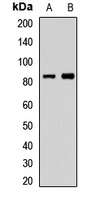 CCDC41 antibody