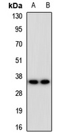 EMCN antibody