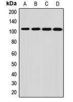Anti-PCDHA12 Antibody