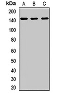 Anti-EHMT1 Antibody