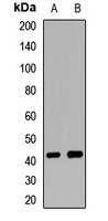 Anti-RNF34 Antibody