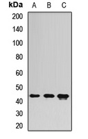 MTERFD3 antibody