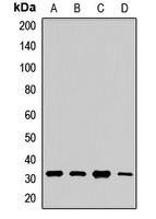 Aquaporin 9 antibody