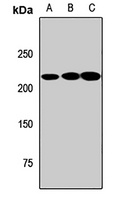 MYO5B antibody