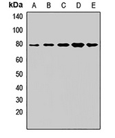 Anti-GNE Antibody