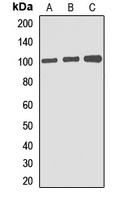 Anti-Gephyrin Antibody