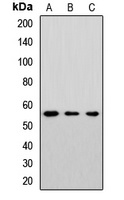 Anti-Cytochrome P450 46A1 Antibody