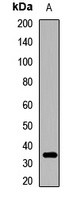 MEMO1 antibody