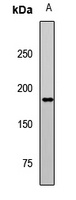 Anti-Erbin Antibody