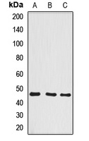Anti-BCCIP Antibody