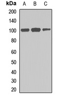 Anti-Frabin Antibody