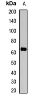Anti-AIFM3 Antibody