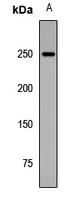 Anti-ARID2 Antibody