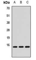 MRFAP1 antibody