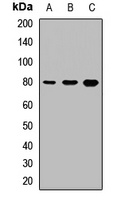Anti-Thimet Oligopeptidase Antibody