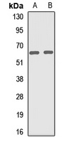 VPS33B antibody