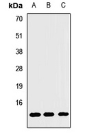 DDT antibody