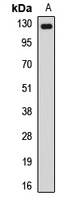 NUP133 antibody