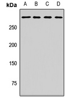 MYO18A antibody