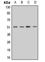 Anti-OST48 Antibody