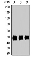 SMU1 antibody