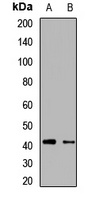 SMS antibody