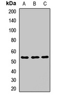 Anti-IMPDH1 Antibody