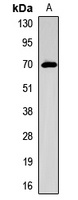 SLC5A5 antibody